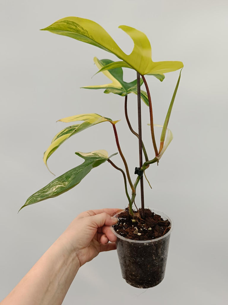 Philodendron florida beauty variegata