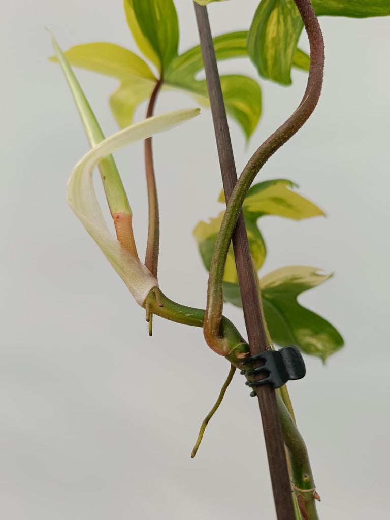 Philodendron florida beauty variegata