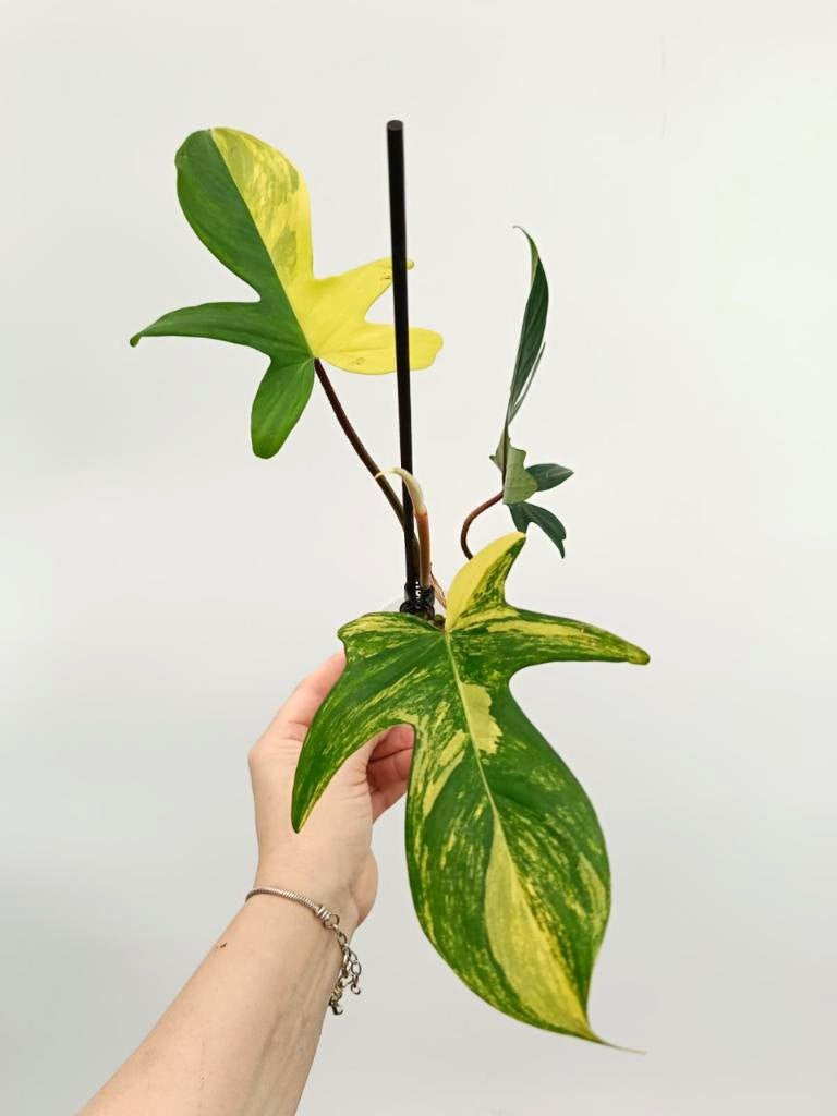 Philodendron florida beauty variegata