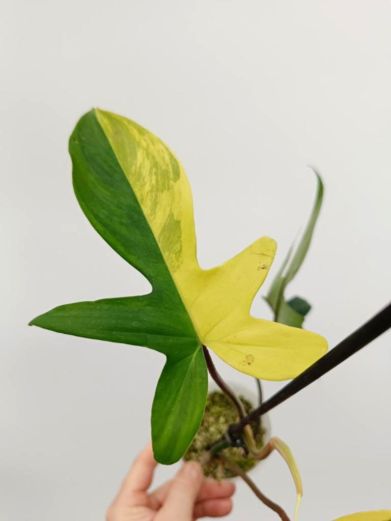 Philodendron florida beauty variegata