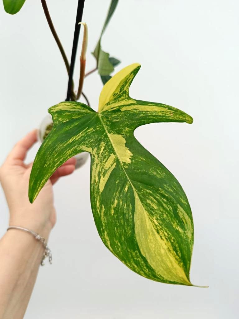 Philodendron florida beauty variegata