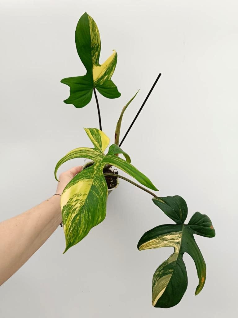 Philodendron florida beauty variegata