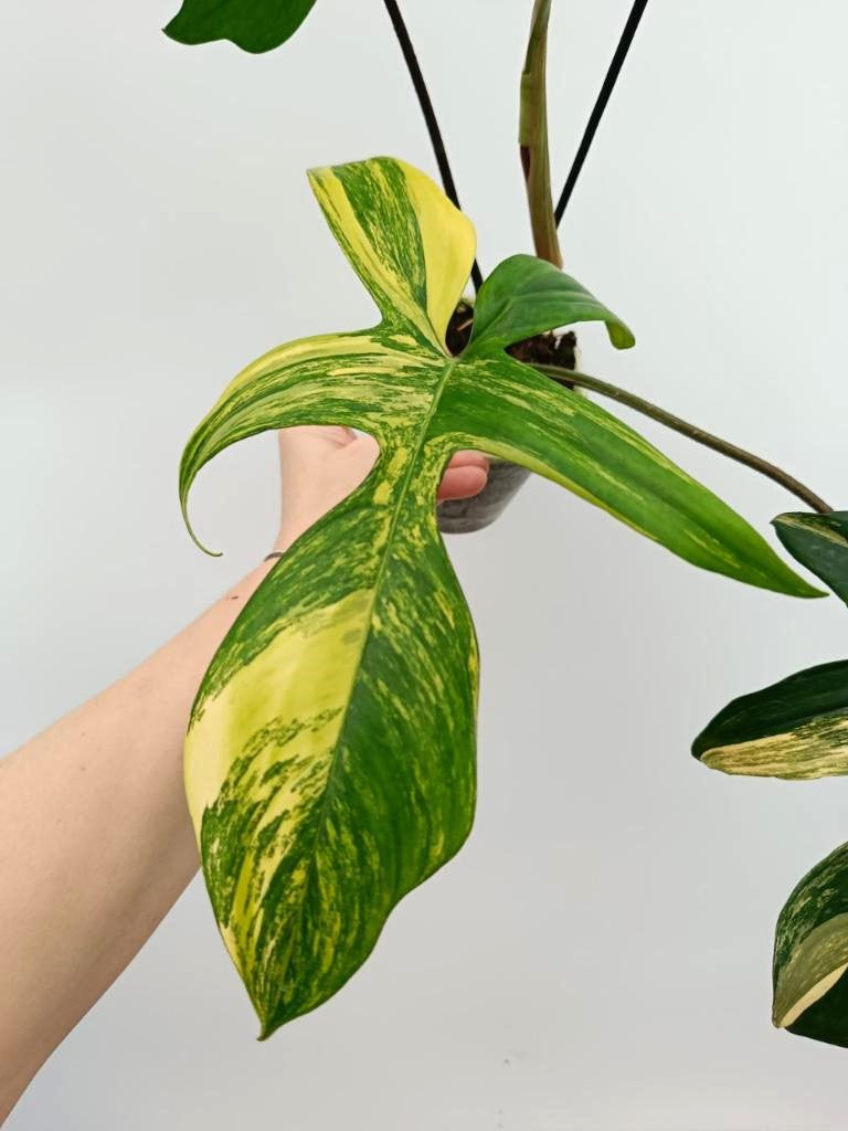 Philodendron florida beauty variegata