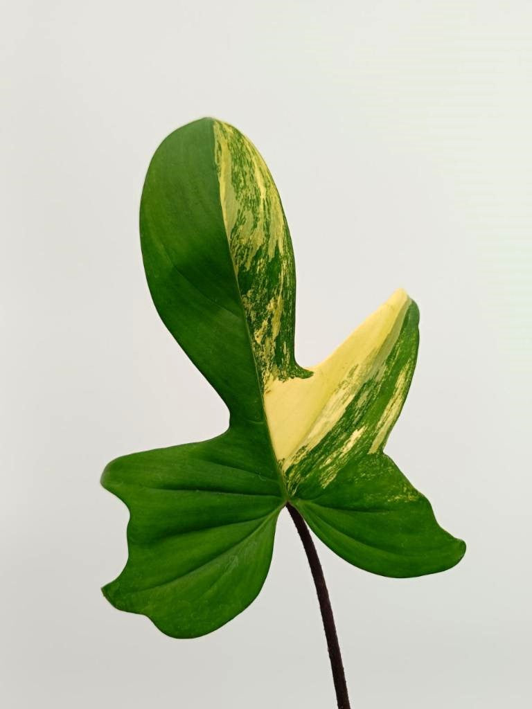 Philodendron florida beauty variegata