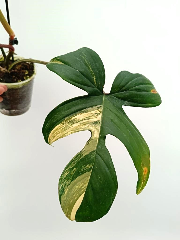 Philodendron florida beauty variegata