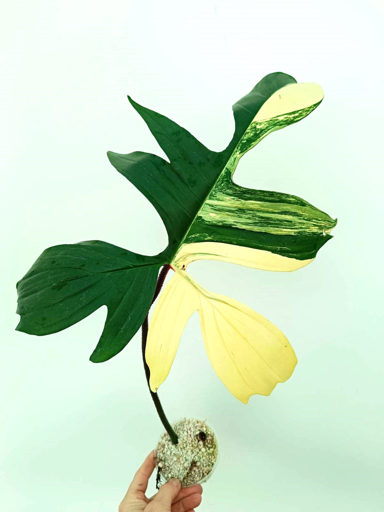 Philodendron florida beauty variegata - cutting