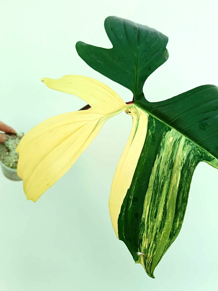 Philodendron florida beauty variegata - cutting