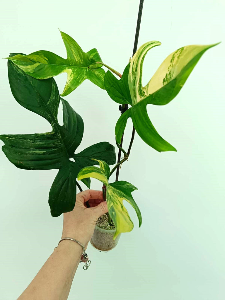 Philodendron florida beauty variegata