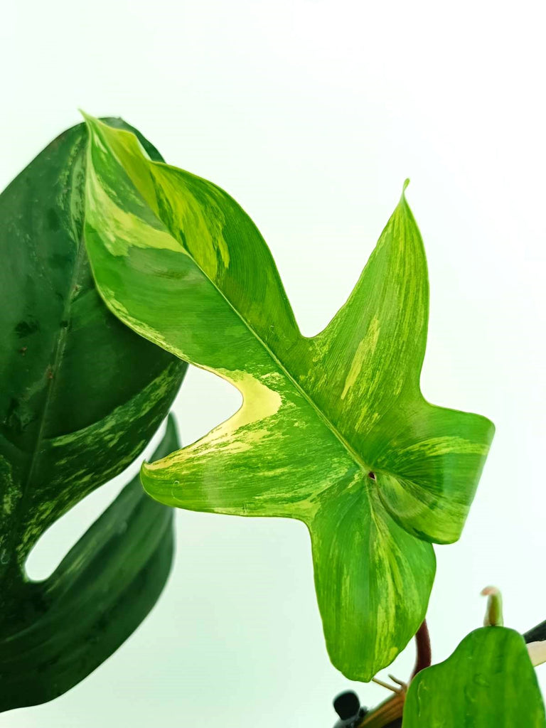 Philodendron florida beauty variegata