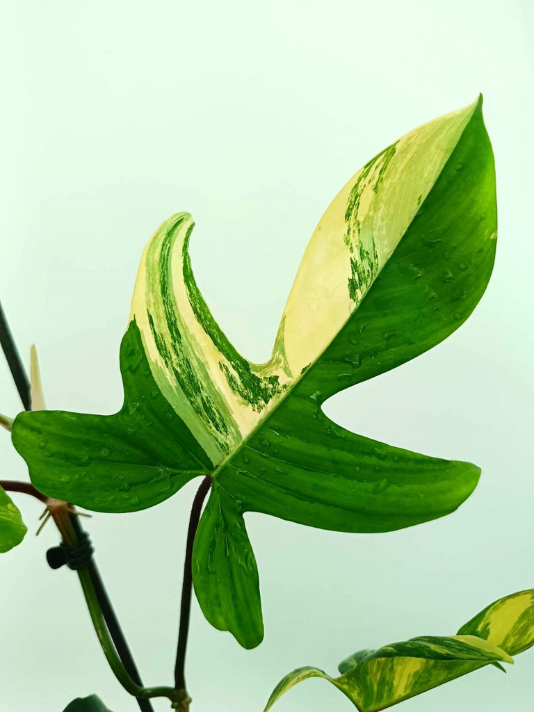 Philodendron florida beauty variegata