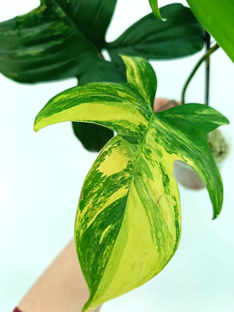 Philodendron florida beauty variegata