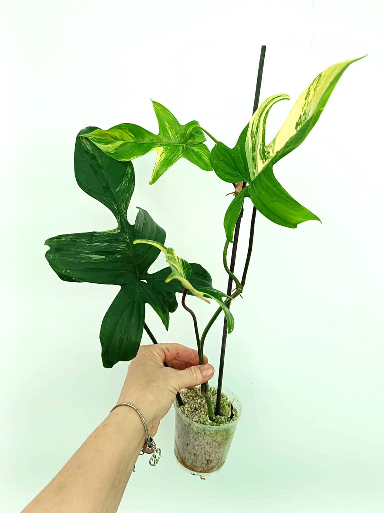 Philodendron florida beauty variegata