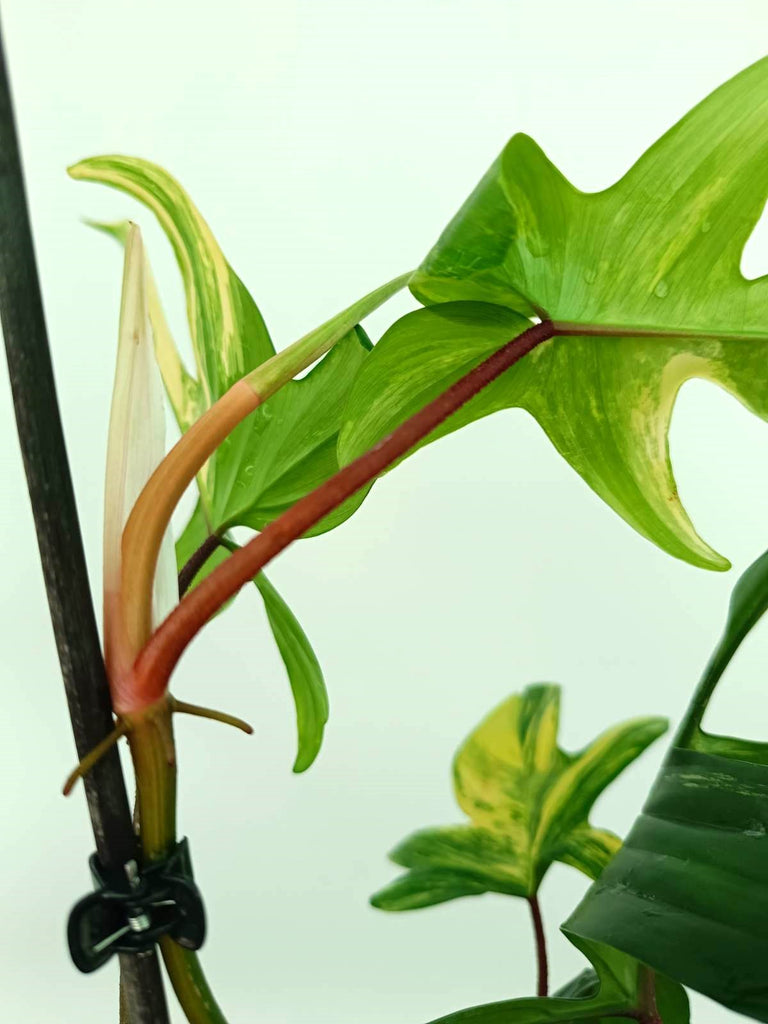 Philodendron florida beauty variegata