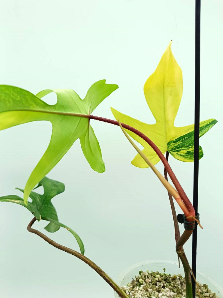 Philodendron florida beauty variegata