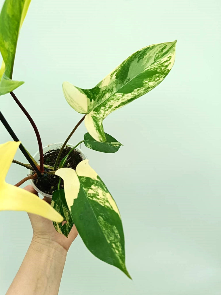 Philodendron florida beauty variegata