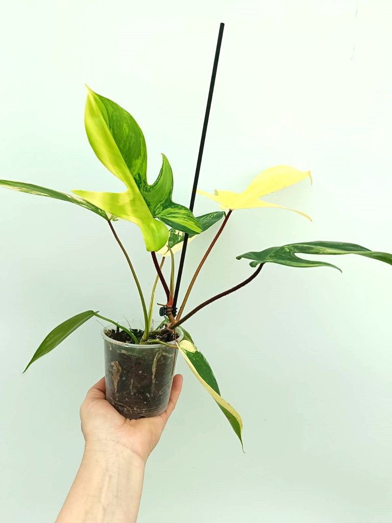 Philodendron florida beauty variegata