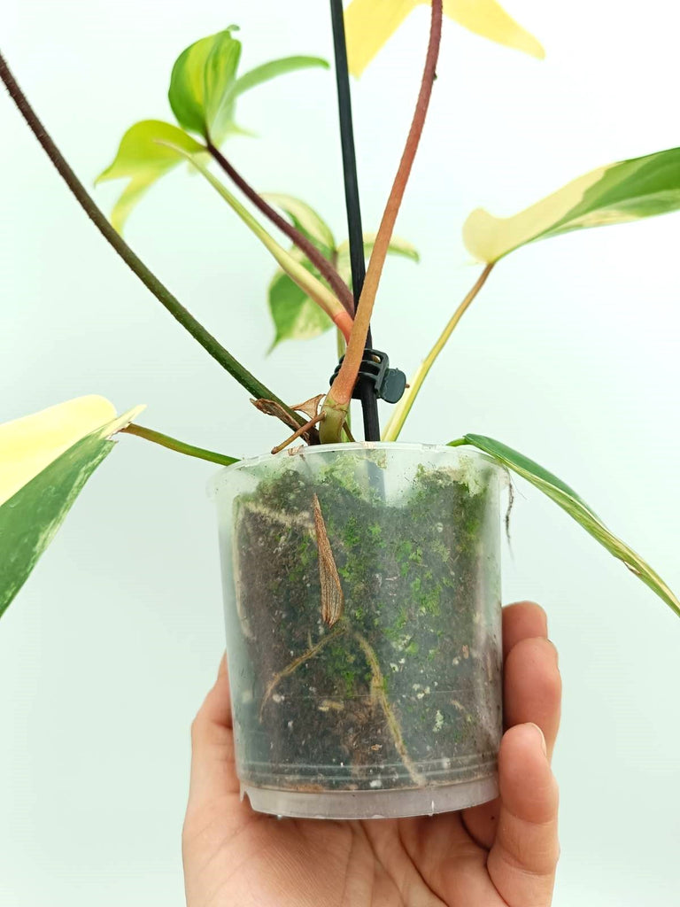 Philodendron florida beauty variegata