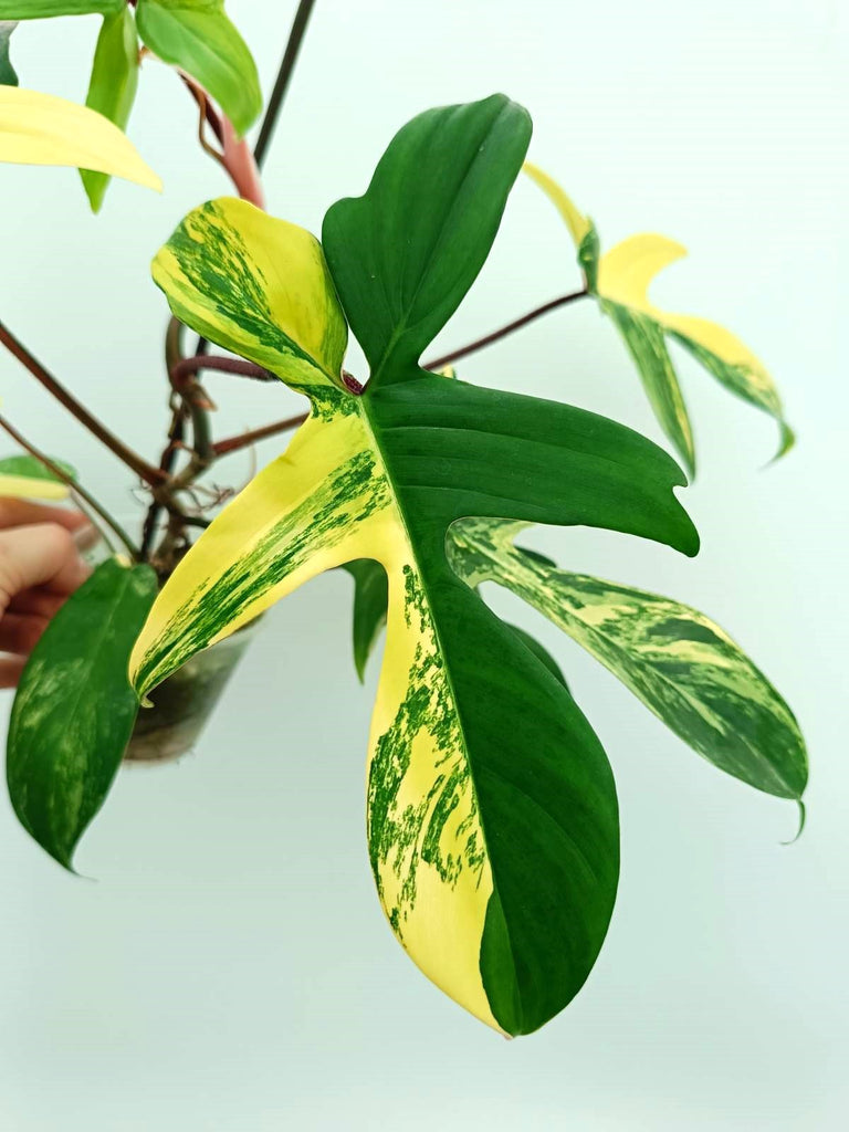 Philodendron florida beauty variegata