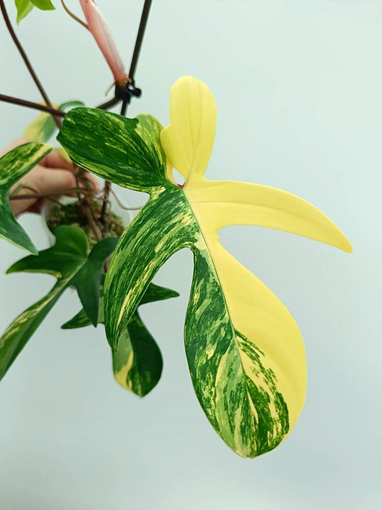 Philodendron florida beauty variegata