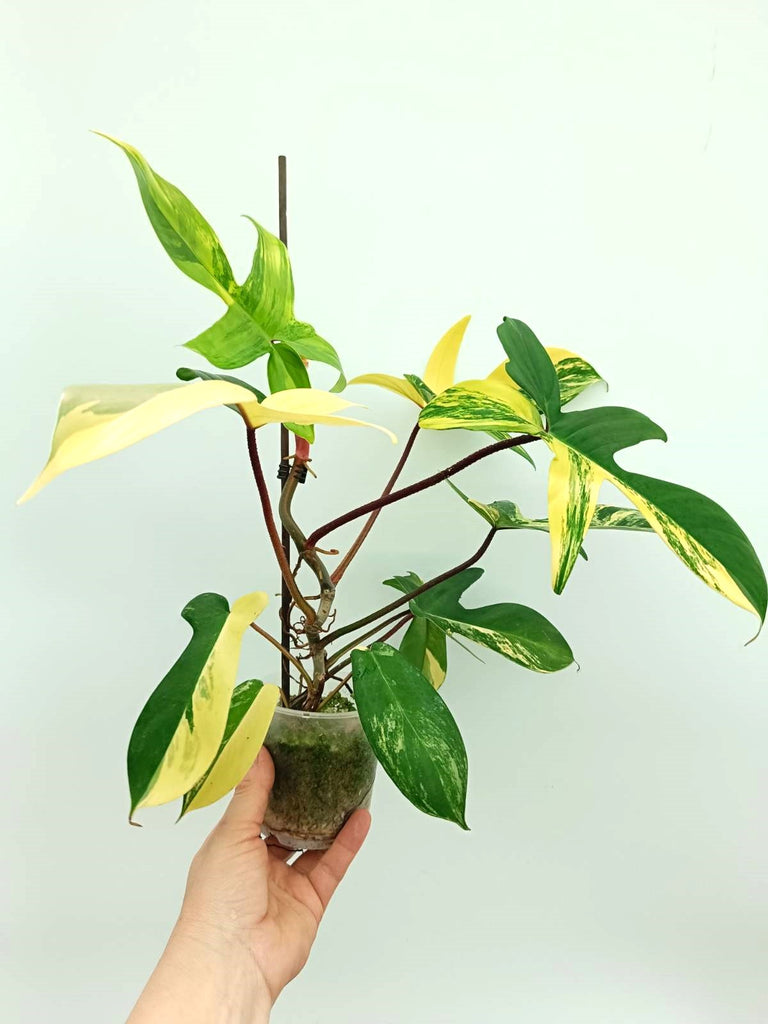 Philodendron florida beauty variegata