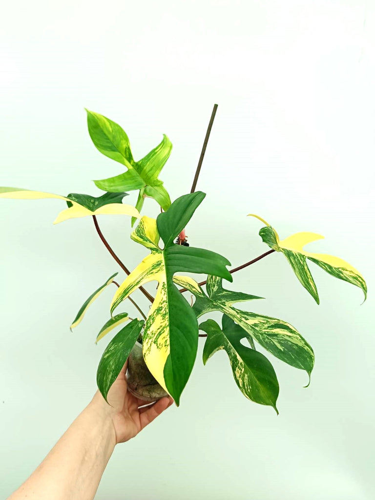 Philodendron florida beauty variegata