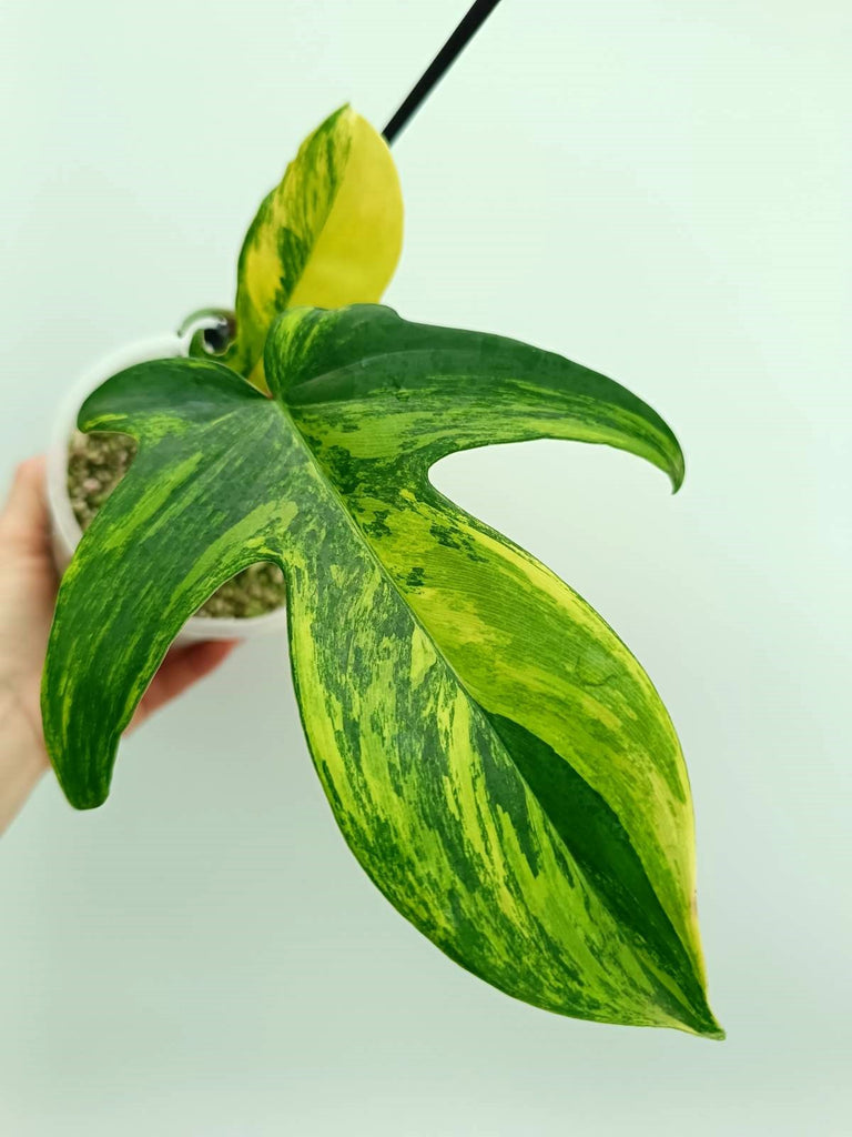 Philodendron florida beauty variegata