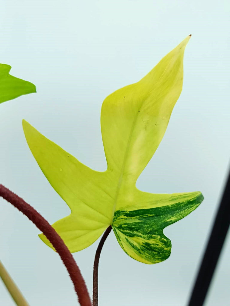 Philodendron florida beauty variegata