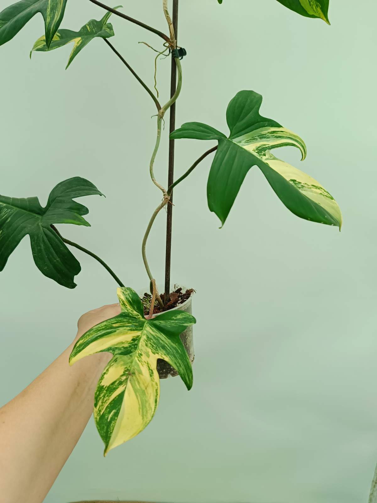 Philodendron Florida Beauty - Vibrant Variegated Houseplant - buy now Philodendron Florida Beauty - Vibrant Variegated Houseplant - buy now