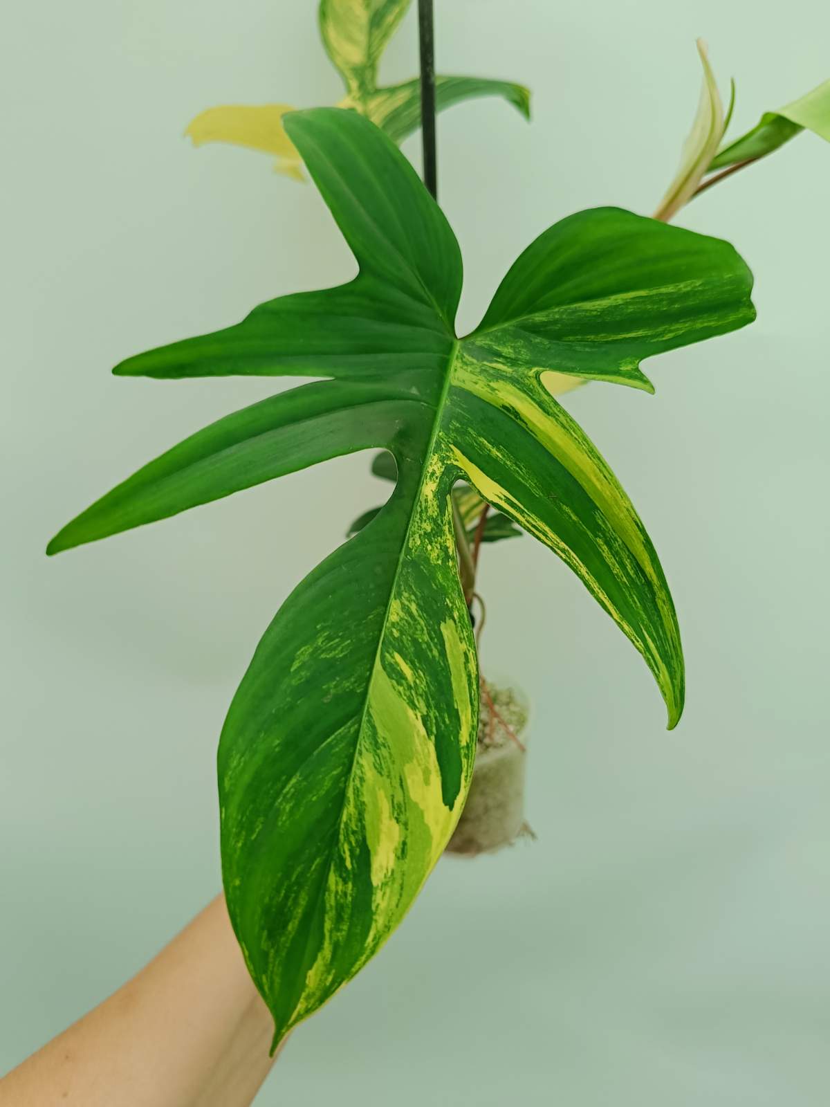 philodendron florida beauty price Philodendron Florida Beauty Variegata