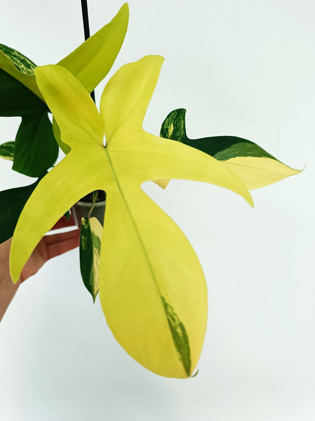 philodendron florida beauty flower Philodendron Florida Beauty Variegata