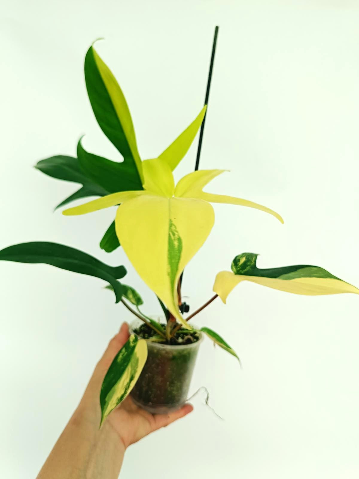 philodendron florida beauty flower Philodendron Florida Beauty Variegata