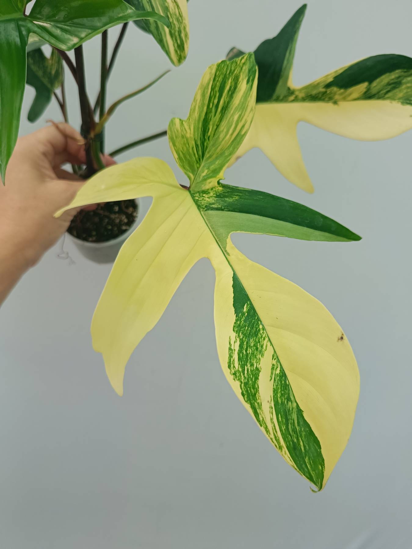 Philodendron Florida Beauty Variegata