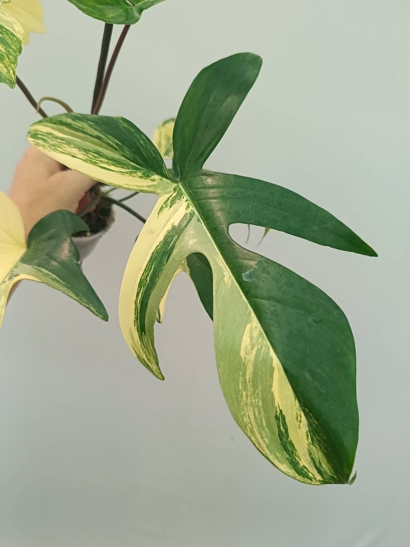 Philodendron Florida Beauty Variegata