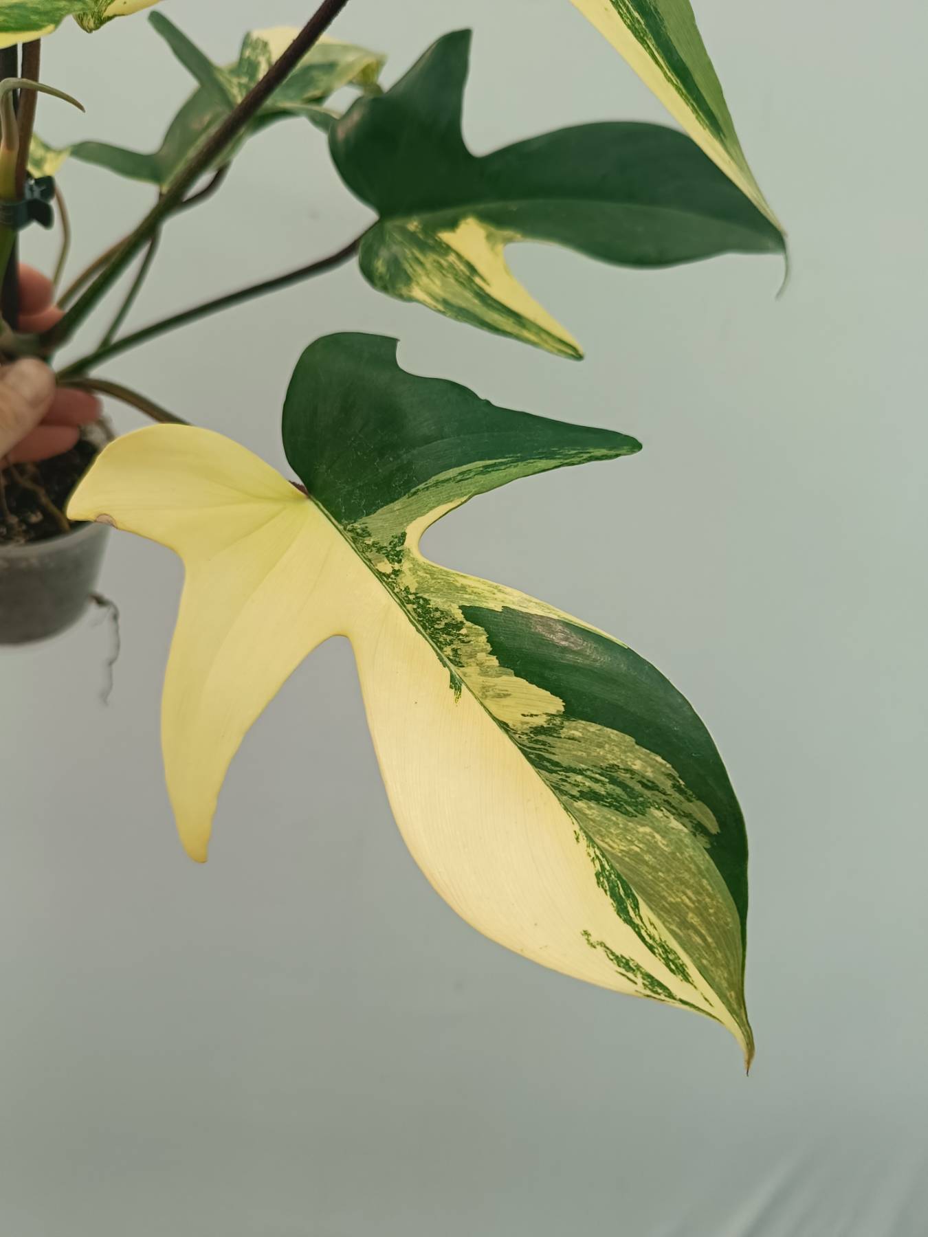 Philodendron Florida Beauty Variegata