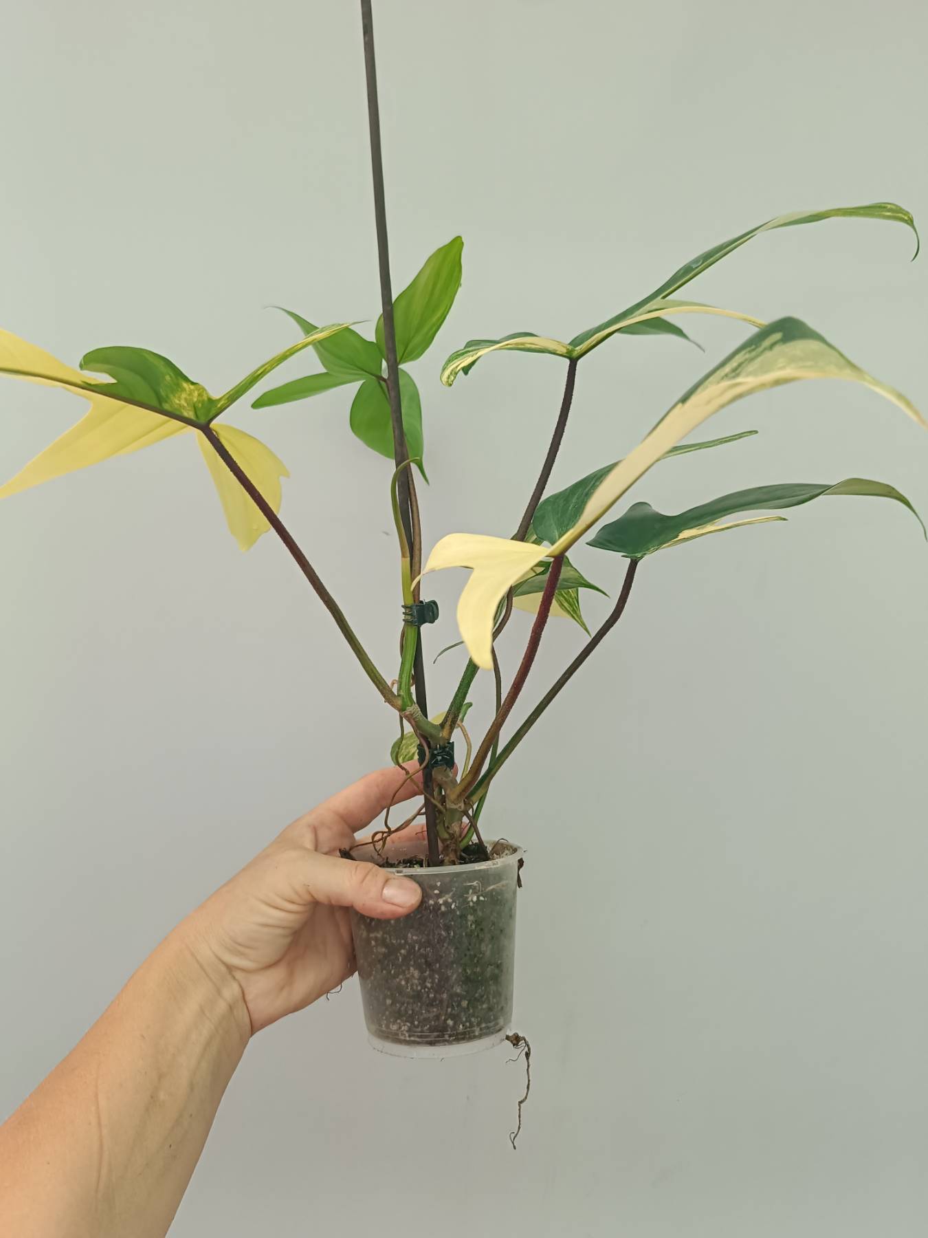 Philodendron Florida Beauty Variegata