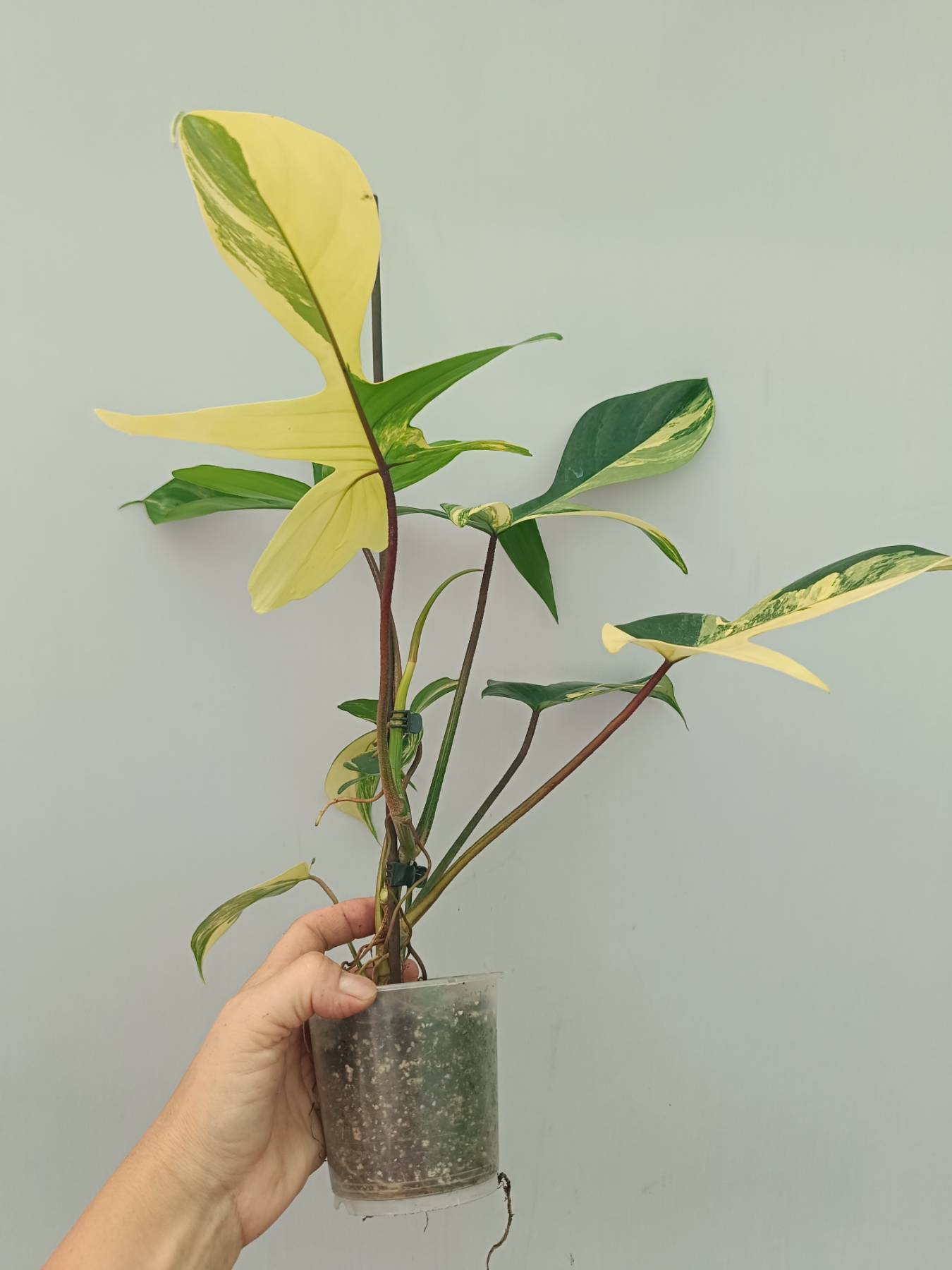 Philodendron Florida Beauty Variegata