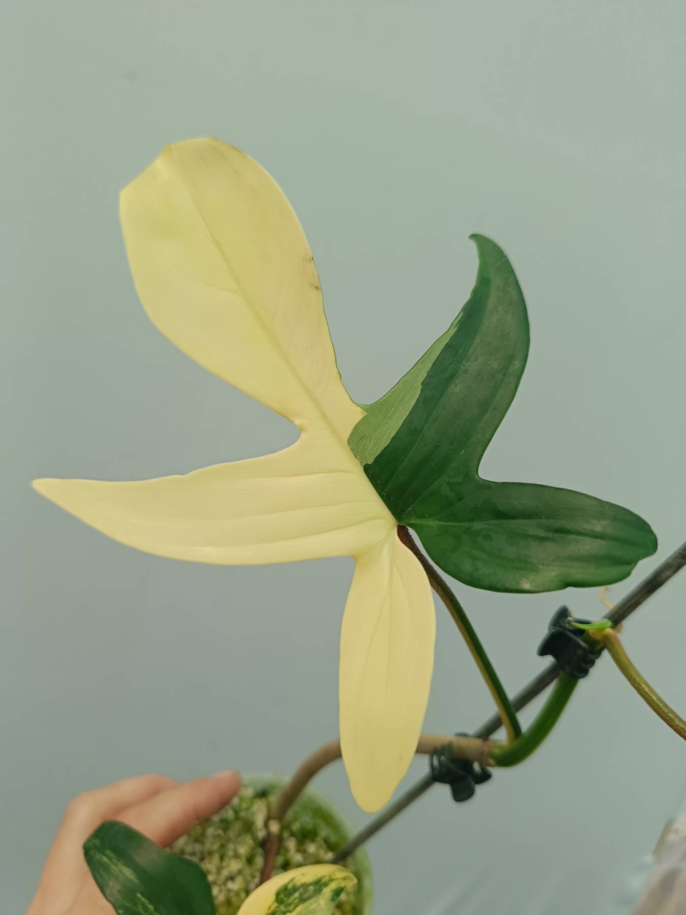 philodendron florida beauty flower Philodendron Florida Beauty Variegata