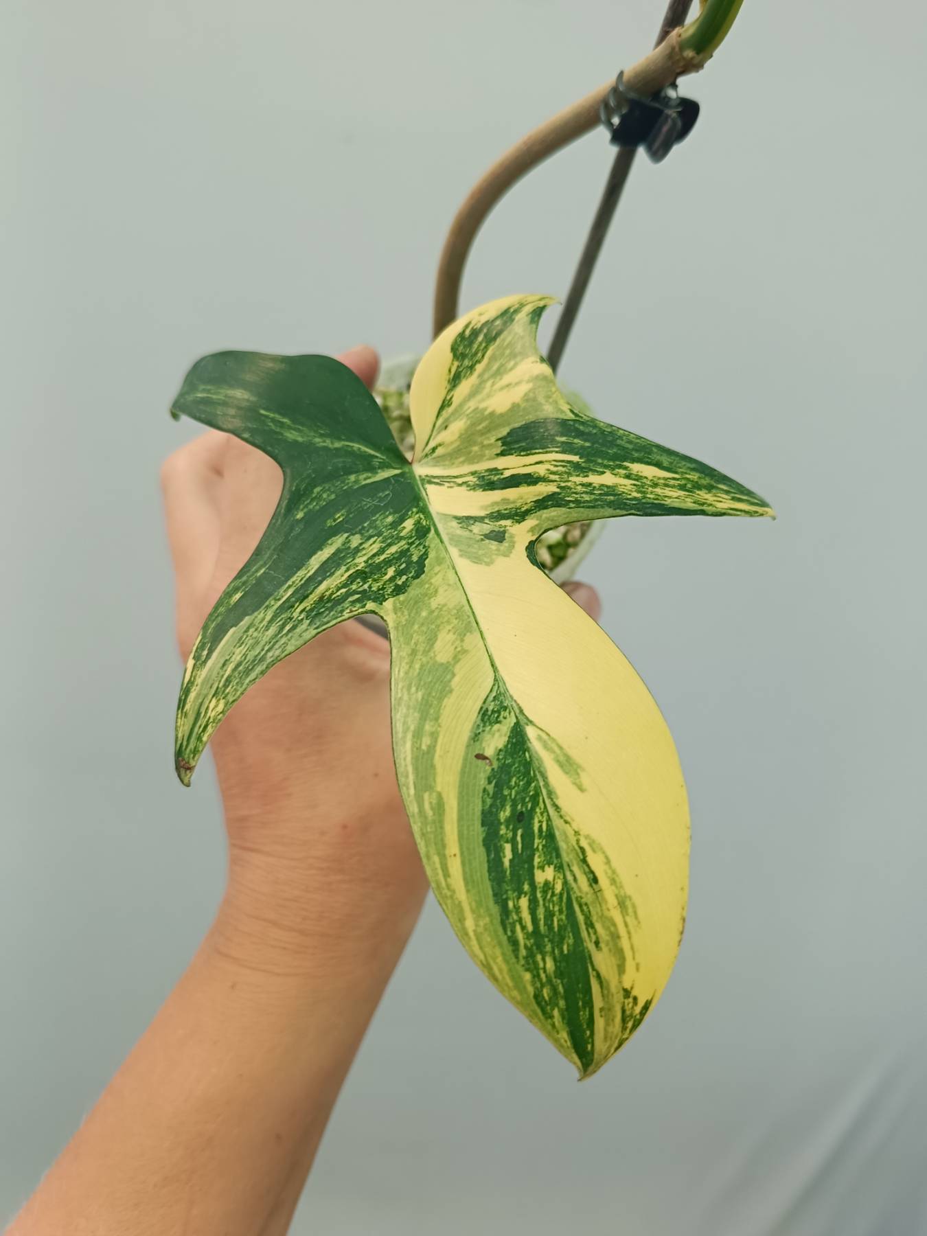 philodendron florida variegata Philodendron Florida Beauty Variegata