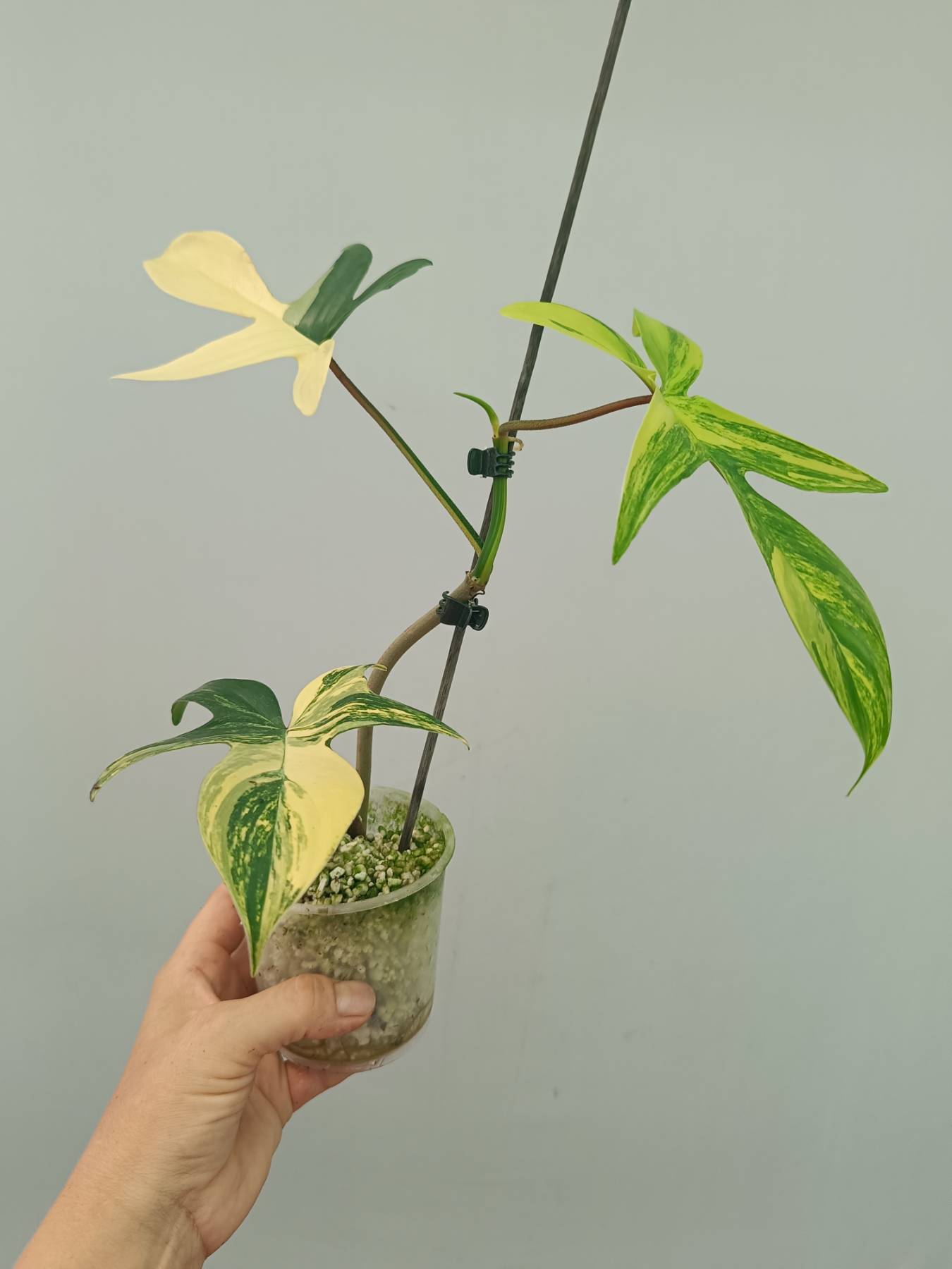 Philodendron Florida Beauty Variegata