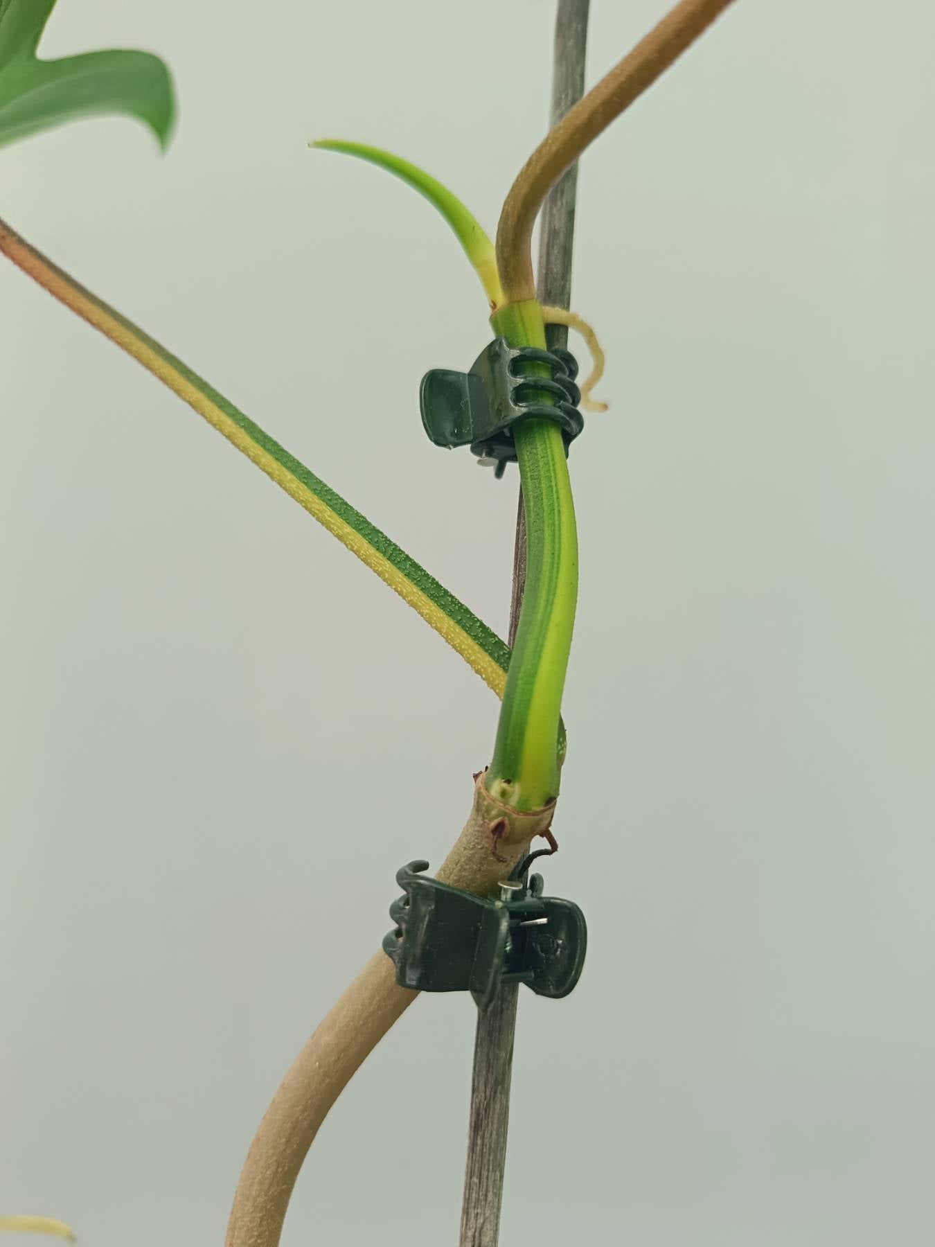 Philodendron Florida Beauty Variegata