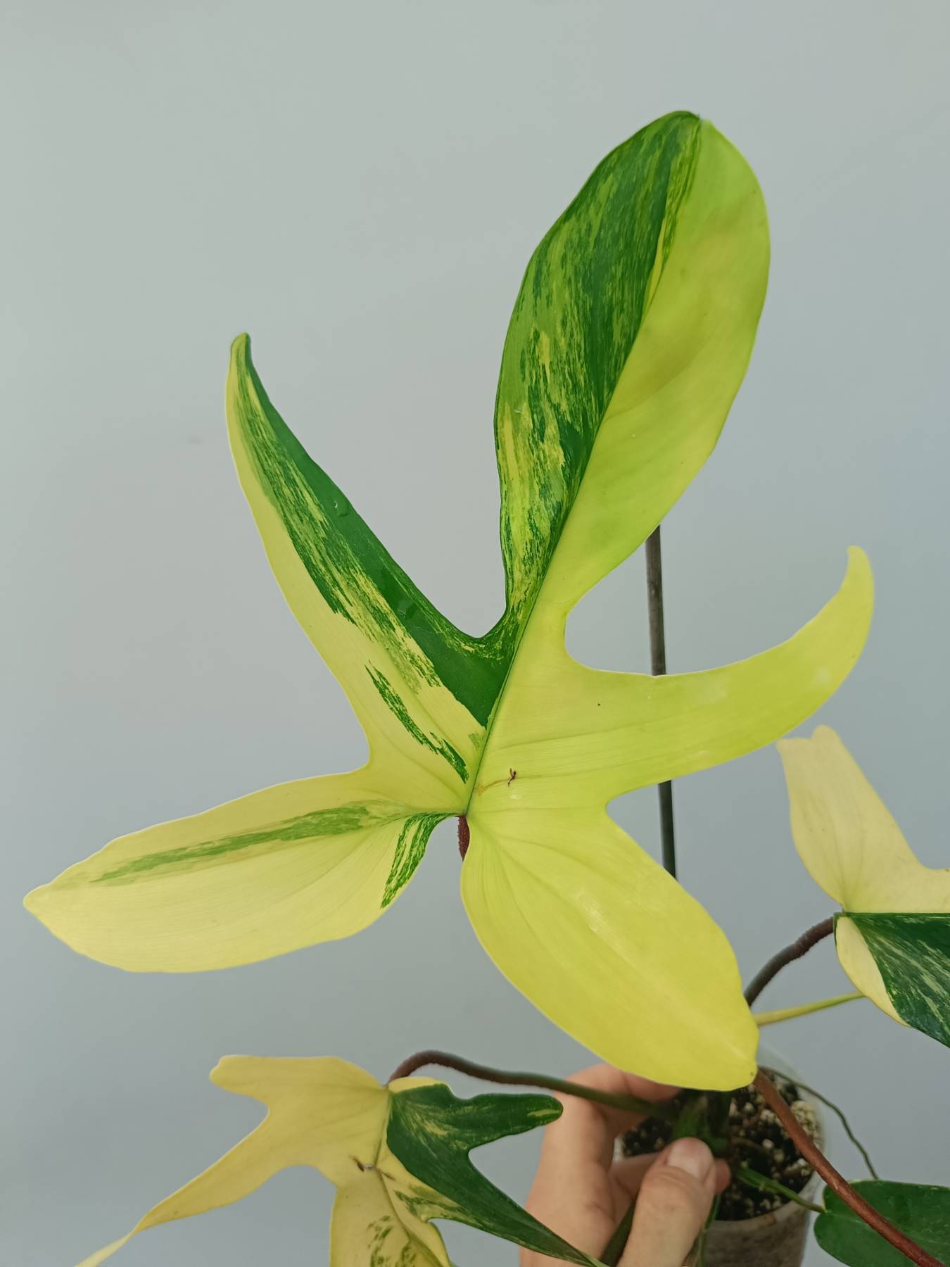Philodendron Florida Beauty Variegata