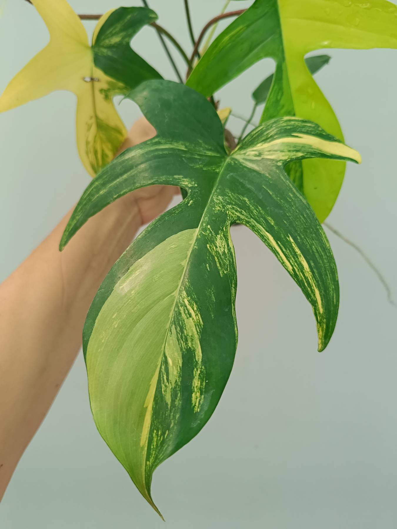 Philodendron Florida Beauty Variegata