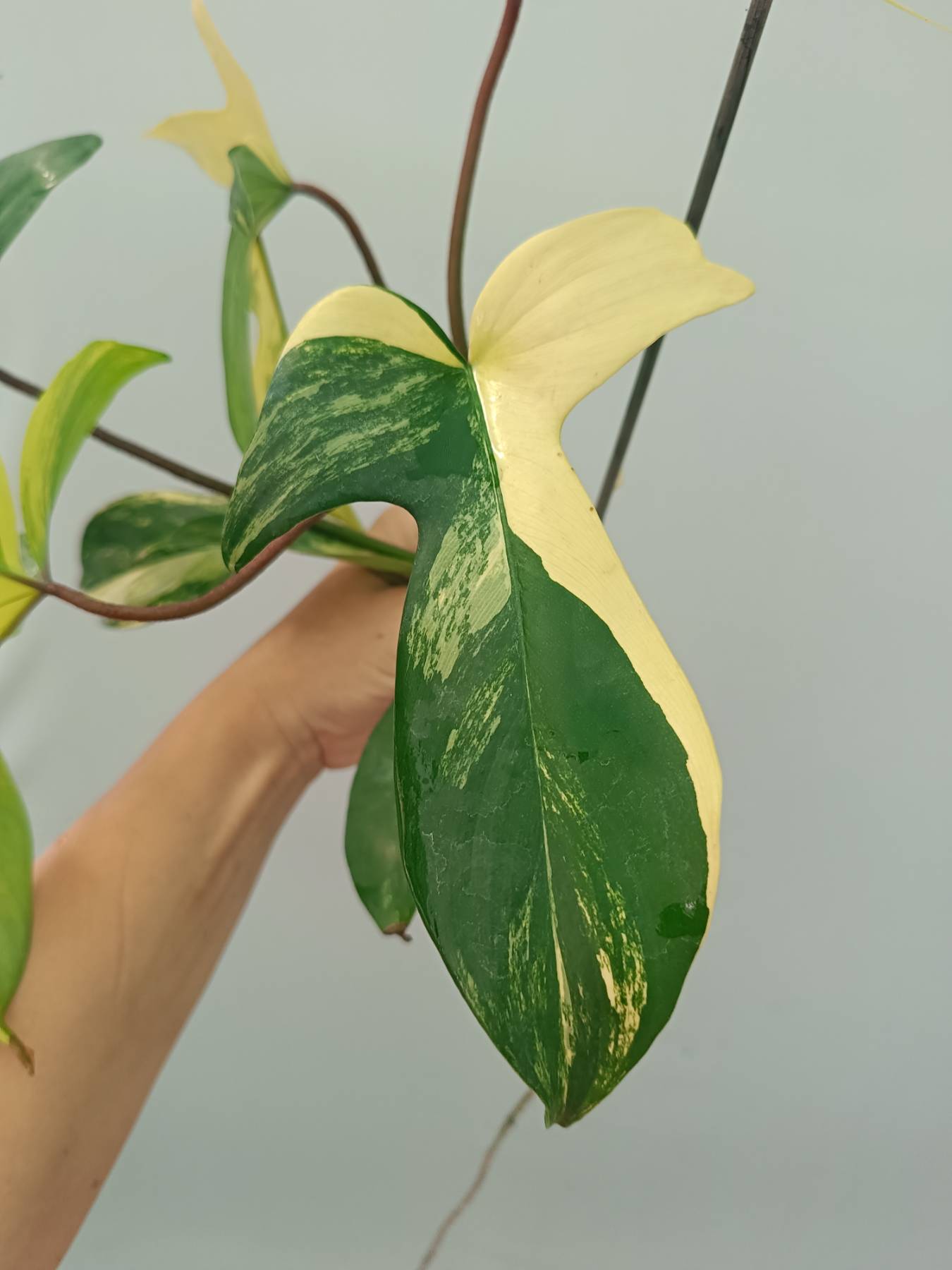 Philodendron Florida Beauty Variegata
