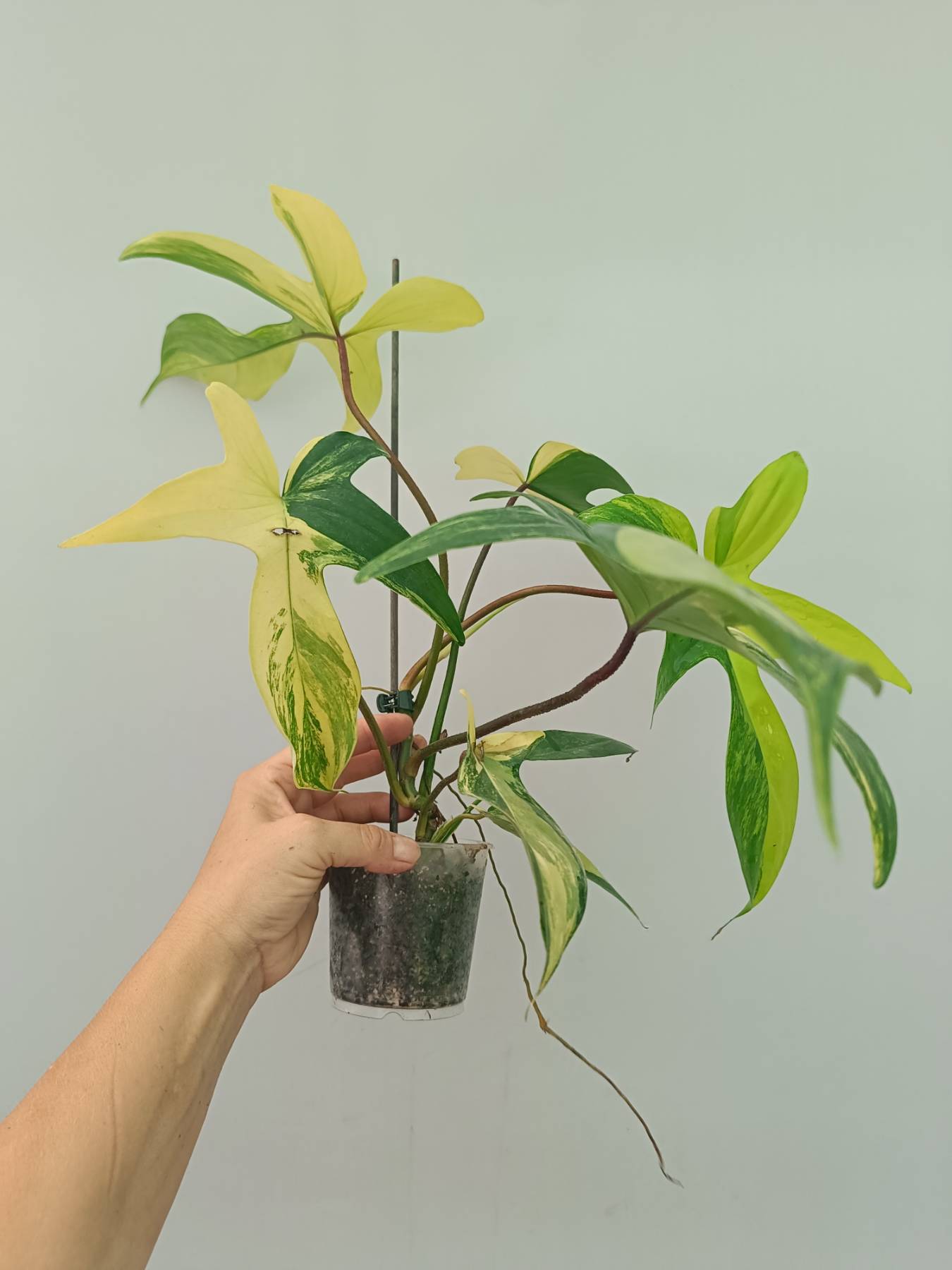 Philodendron Florida Beauty Variegata