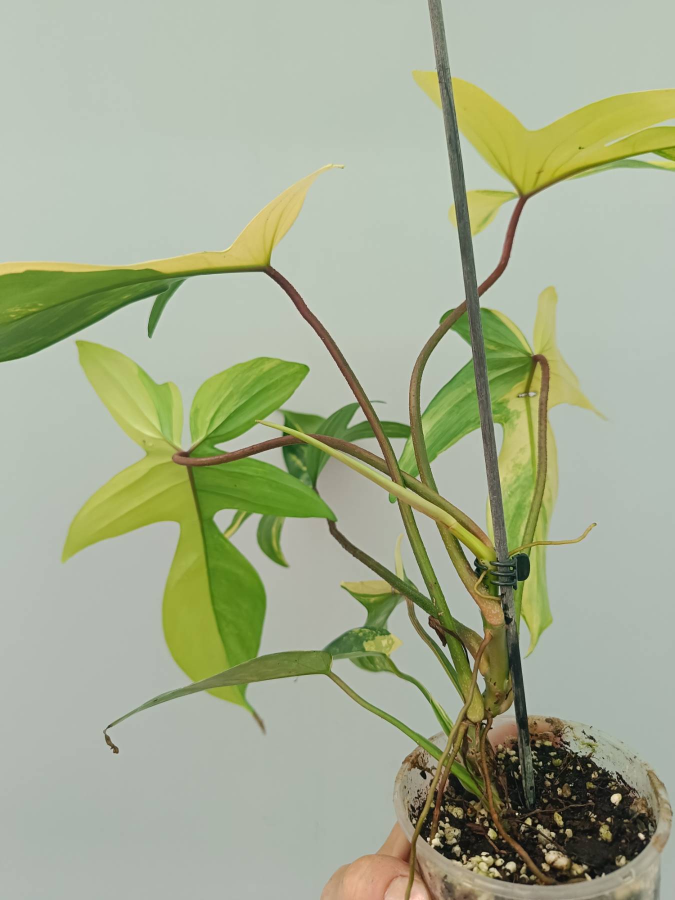 Philodendron Florida Beauty Variegata