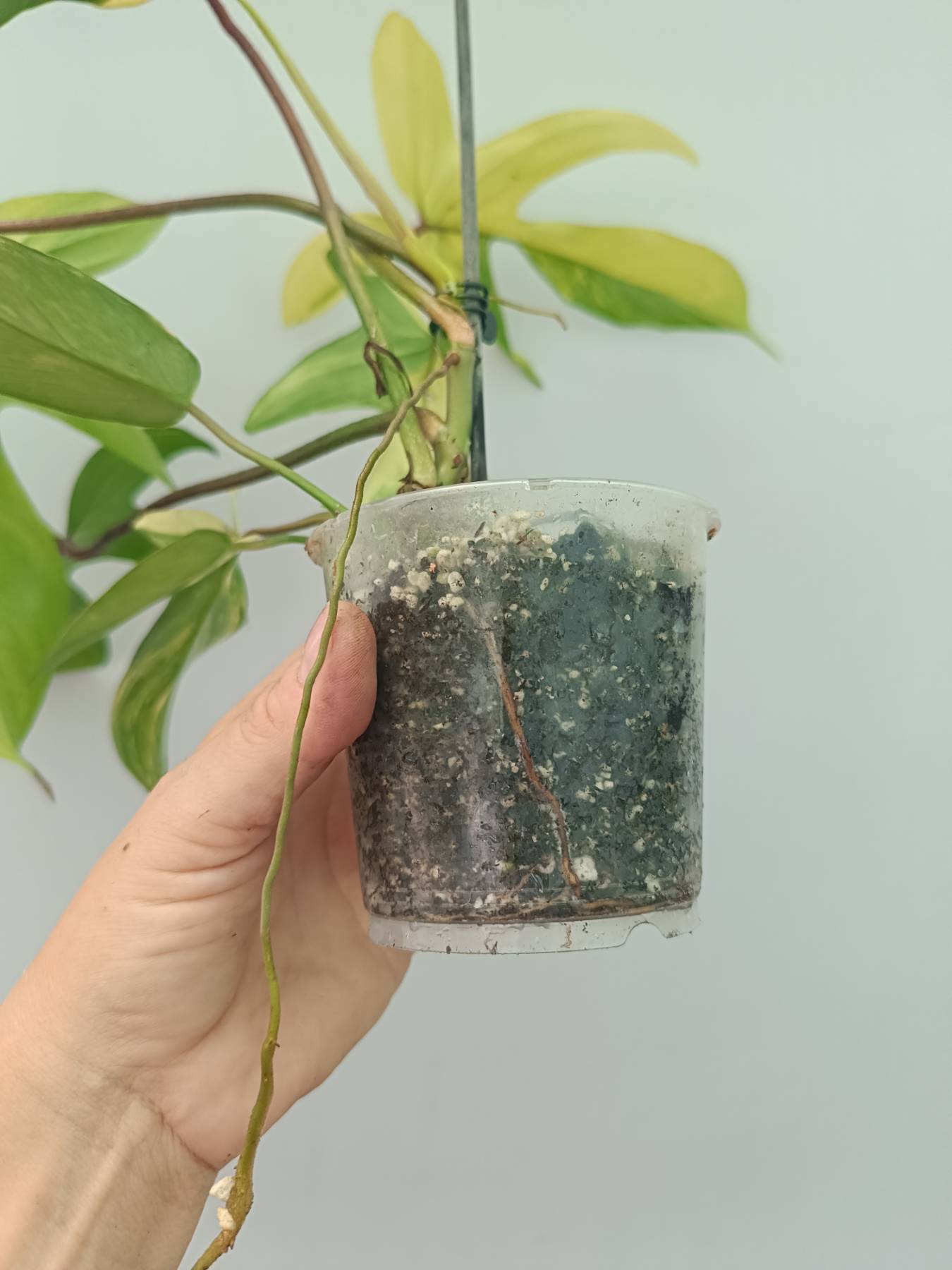 Philodendron Florida Beauty Variegata