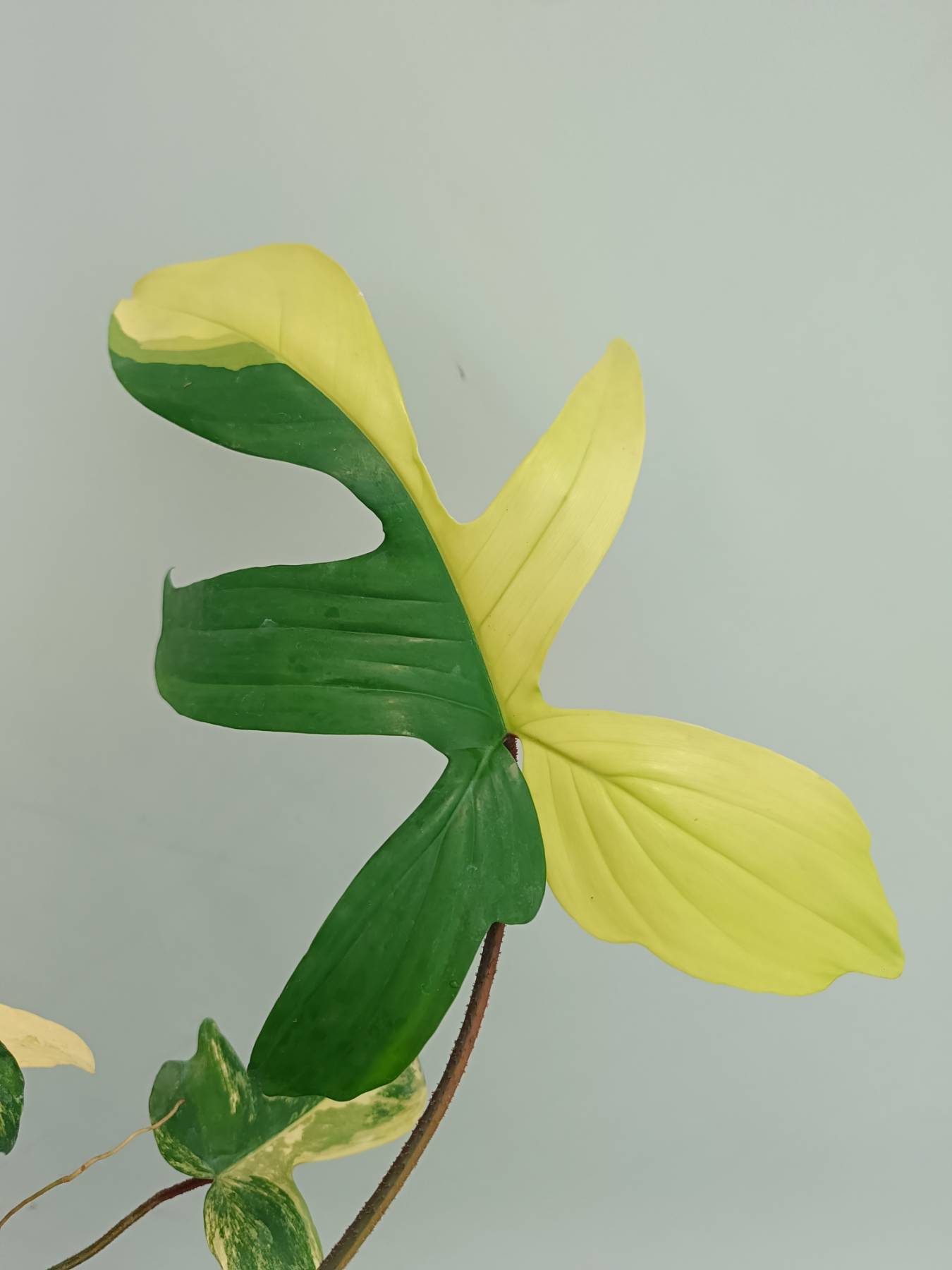 Philodendron Florida Beauty Variegata