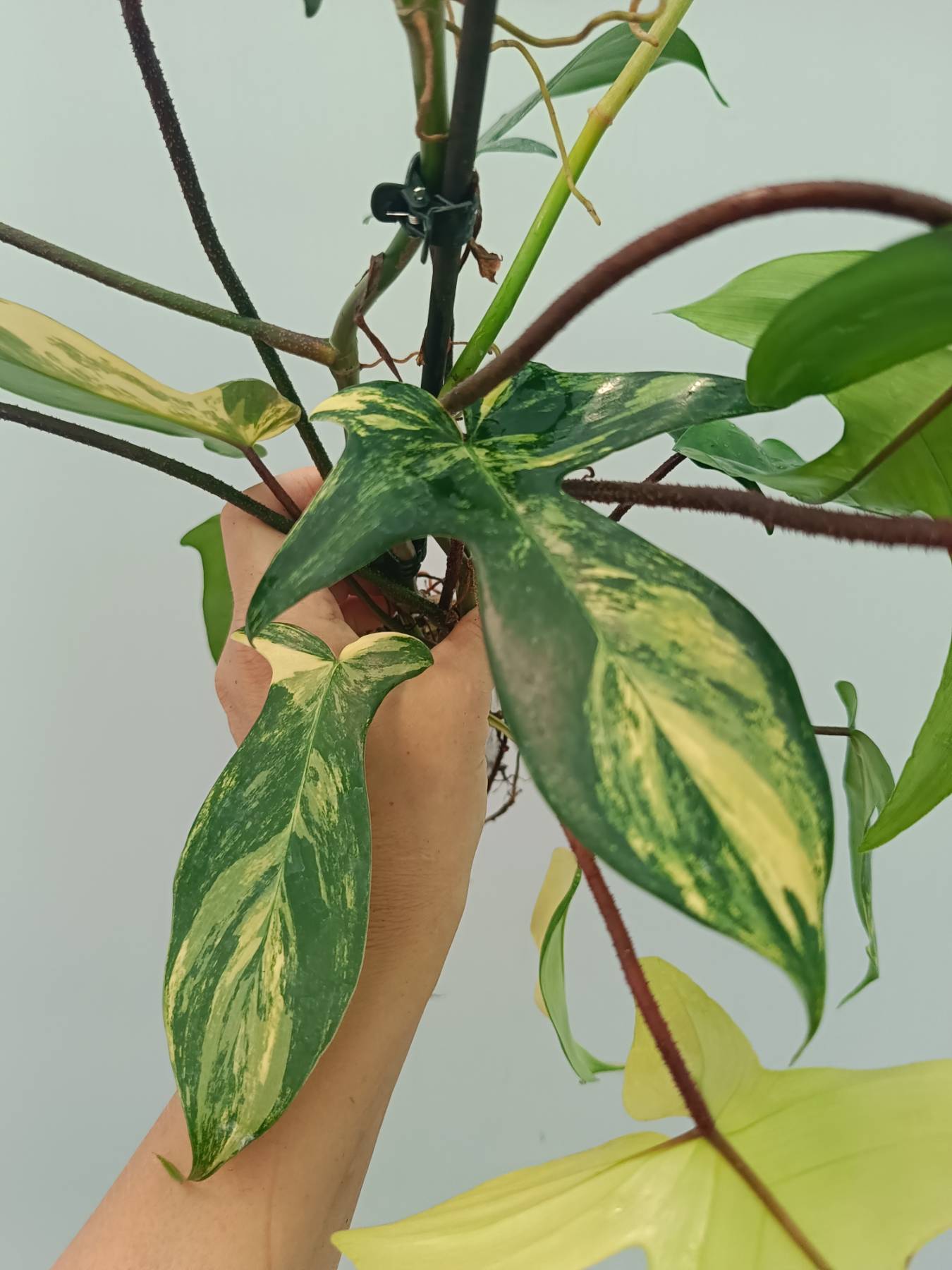Philodendron Florida Beauty Variegata