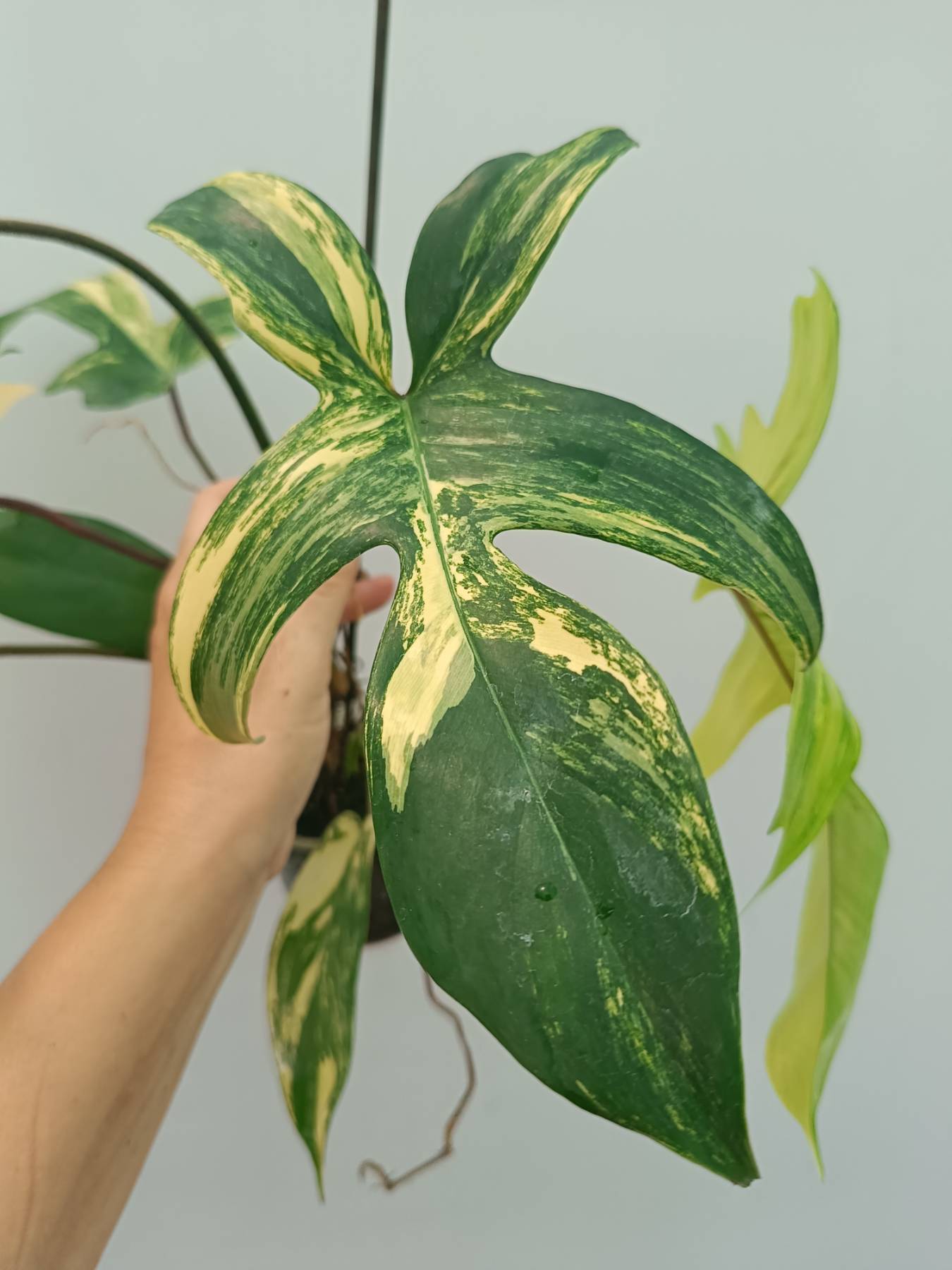Philodendron Florida Beauty Variegata