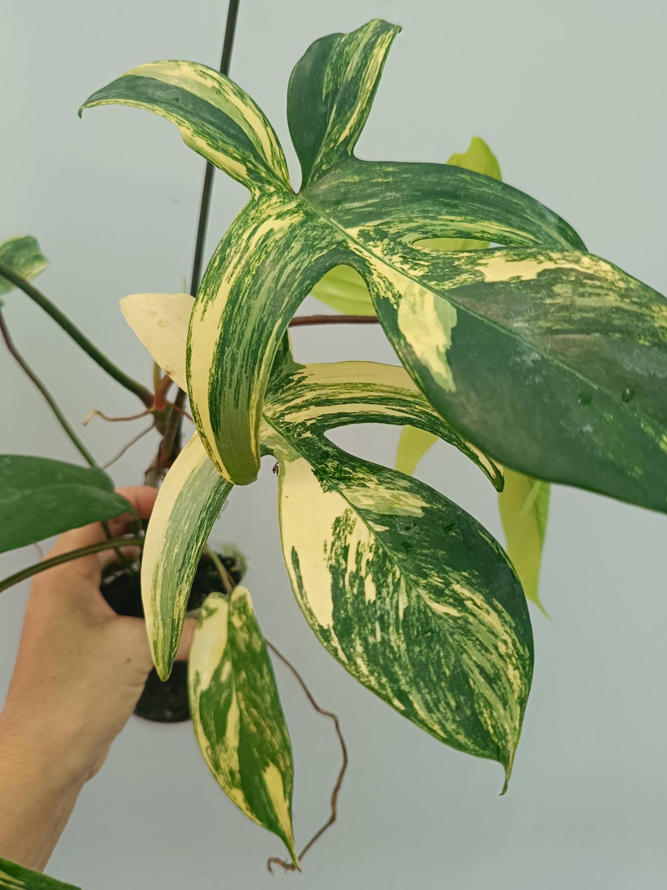 Philodendron Florida Beauty Variegata